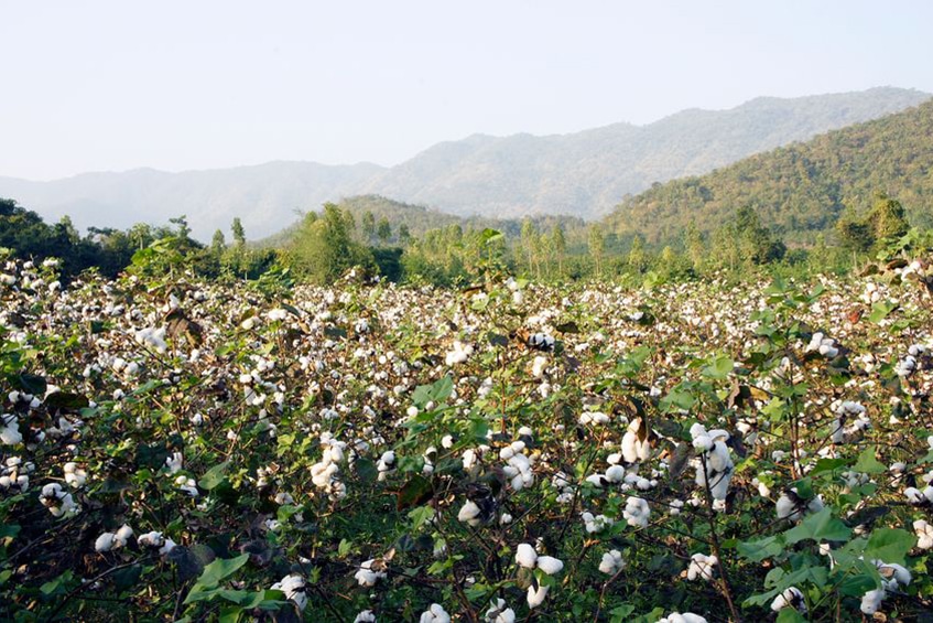 The world's best cotton is organic, non-GMO & Fair Trade