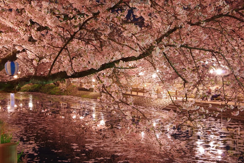 Ikeuchi responsibly uses water from the pure springs of Saijo, pictured in a garland of sakura